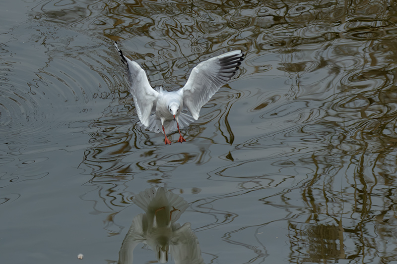 Gavina vulgar (Larus ridibundus)