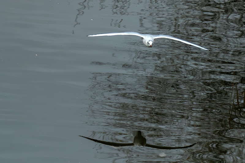 Gavina vulgar (Larus ridibundus)