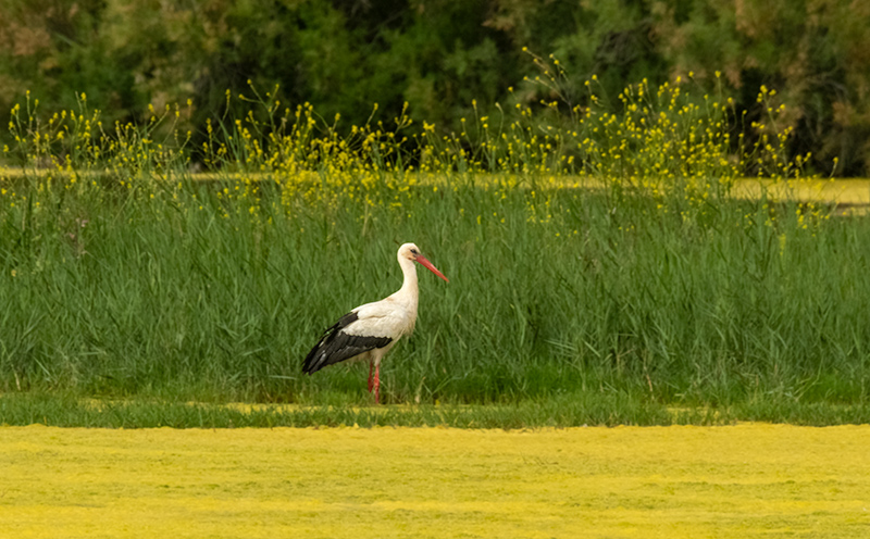 Cigonya ( Ciconia ciconia )