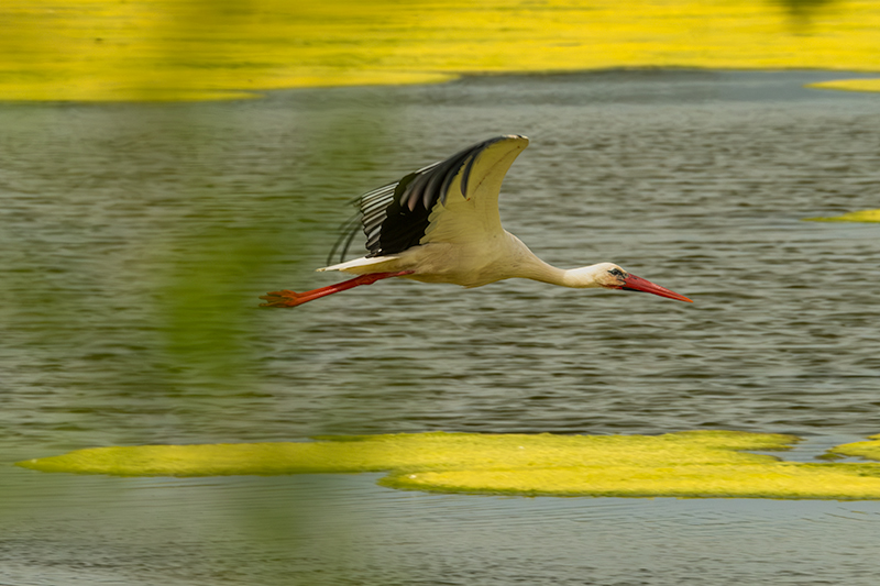 Cigonya ( Ciconia ciconia )