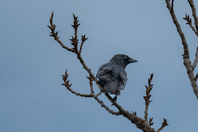 Gralla (Corvus monedula)