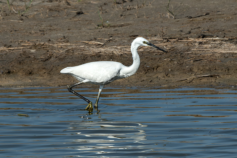 Martinet blanc (Egretta garzetta)