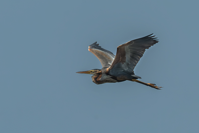 Agró roig ( Ardea purpurea )