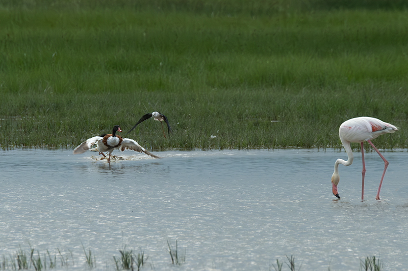 Ànec blanc (Tadorna tadorna),Cames llargues (Himantopus himantopus)