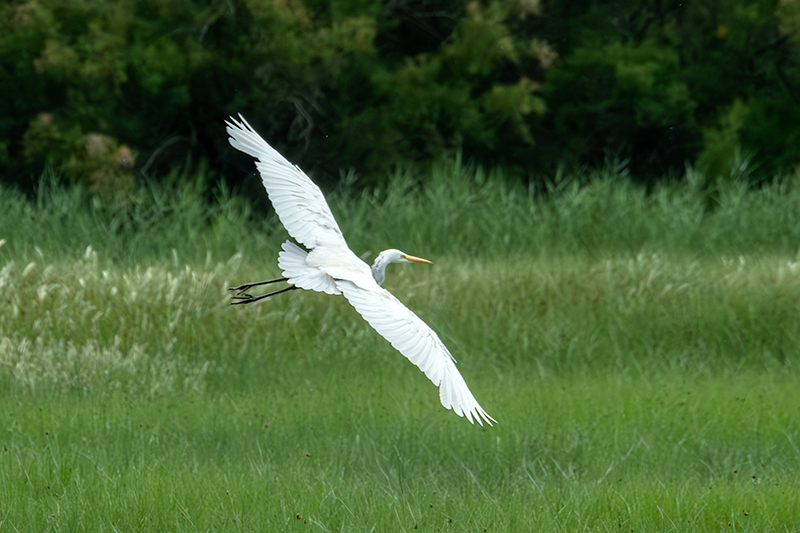 Agró blanc ( Ardea alba )