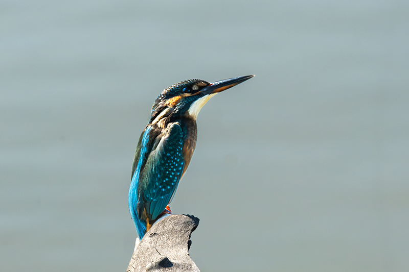 Festival Blauet ( Alcedo atthis )