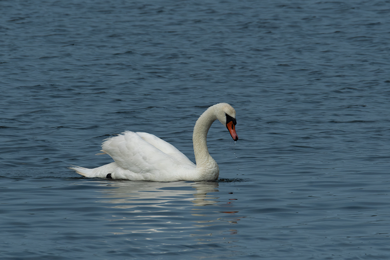 Cigne mut ( Cygnus olor )