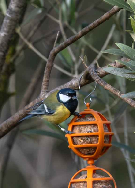 Mallarenga carbonera (Parus major)