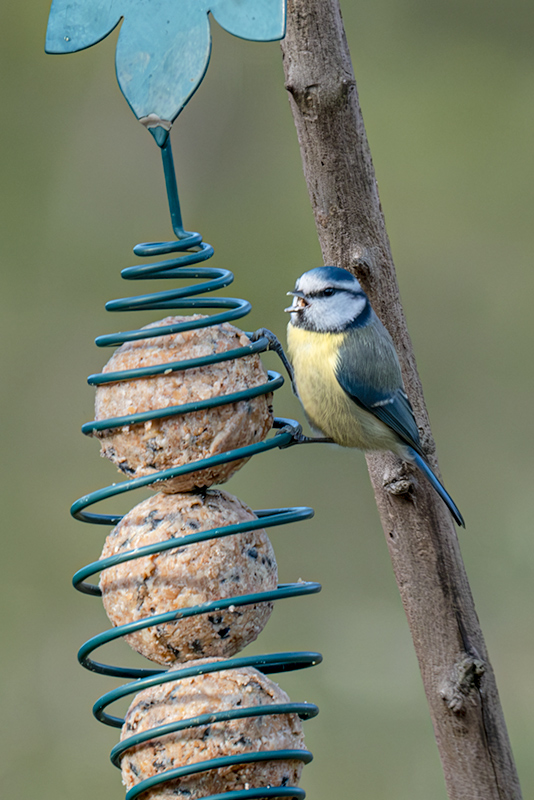 Mallarenga blava (Parus caeruleus)