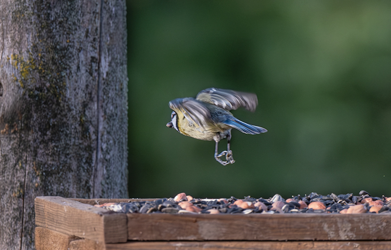 Mallarenga blava (Parus caeruleus)