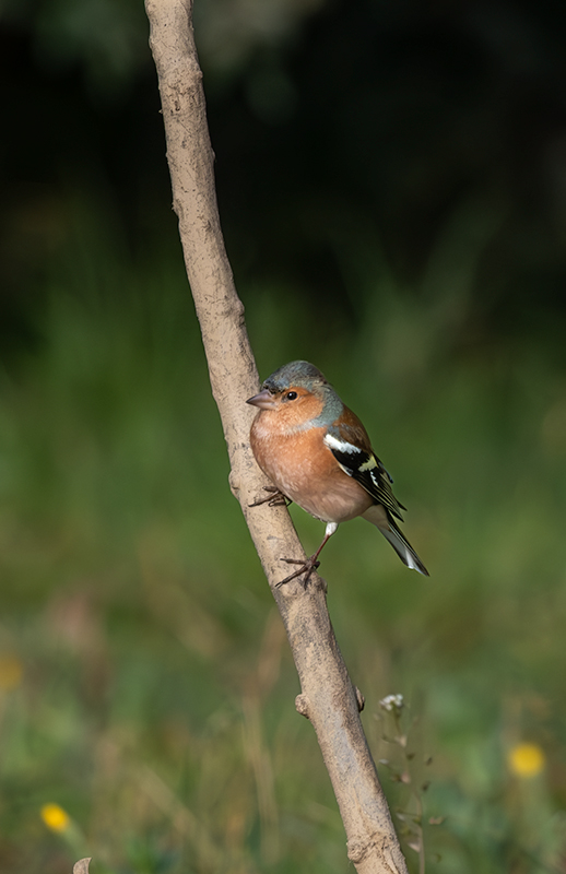 Pinsà comú (Fringilla coelebs)