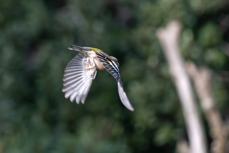 Pinsà comú (Fringilla coelebs)