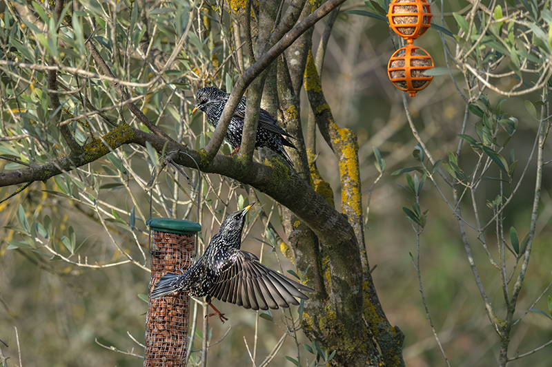 Estornell vulgar (Sturnus vulgaris)