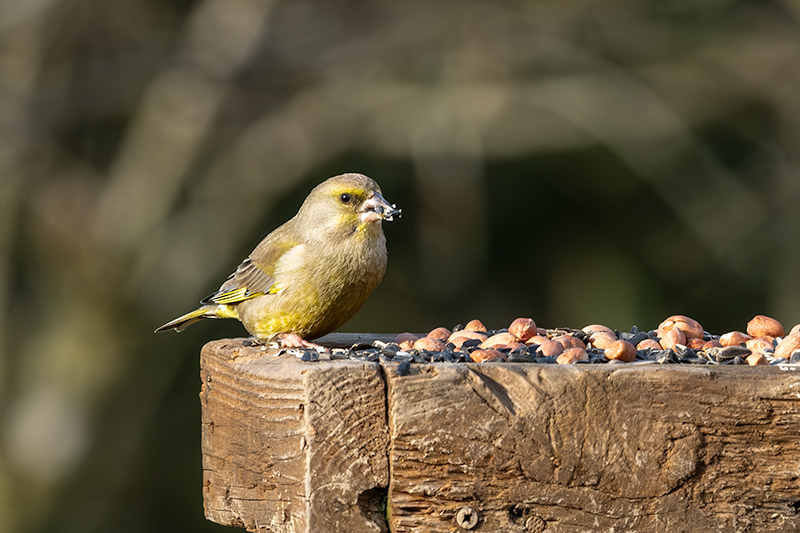 Verdum (Carduelis chloris)