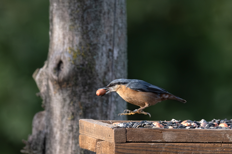 Pica-soques blau (Sitta europaea)