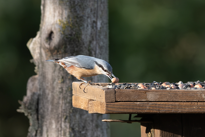 Pica-soques blau (Sitta europaea)