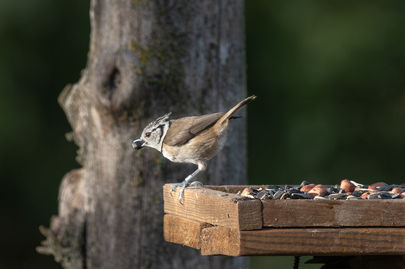 Mallerenga emplomallada (Parus cristatus)