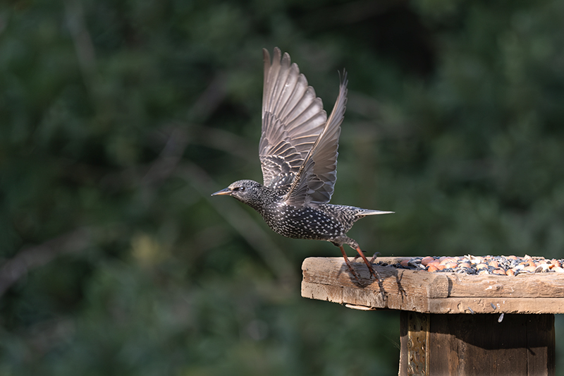 Estornell vulgar (Sturnus vulgaris)