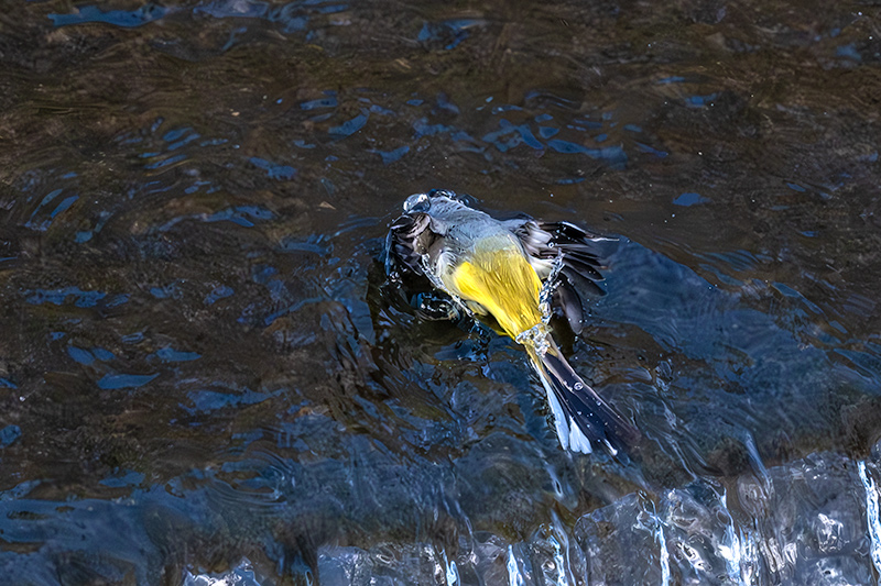 Cuereta torrentera (Motacilla cinerea)