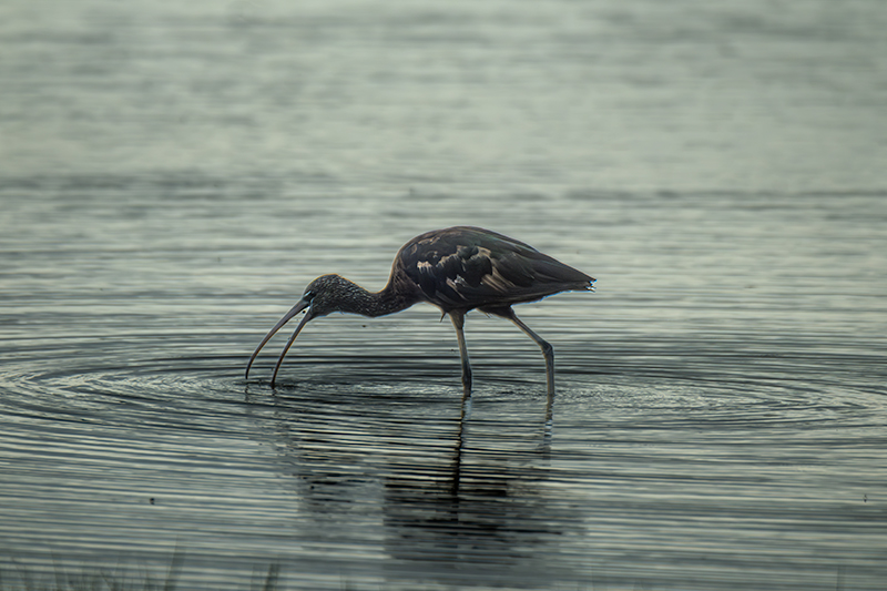 Capó reial ( Plegadis falcinellus )