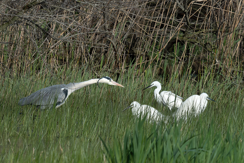 Bernat pescaire ( Ardea cinerea )