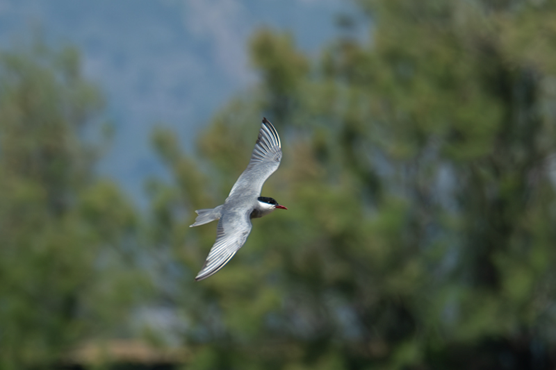 Fumarell carablanc ( Chlydonias hybridus )