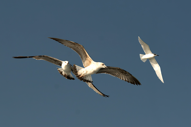 Ocells que seguien la barca