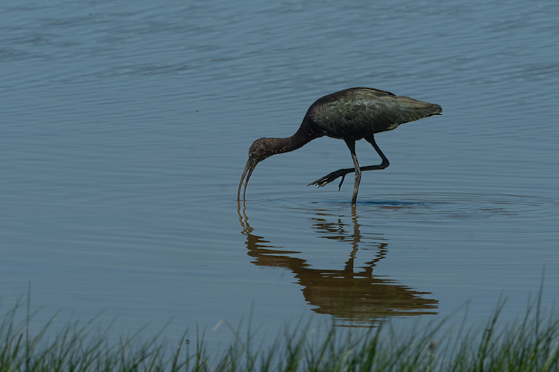 Capó reial ( Plegadis falcinellus )