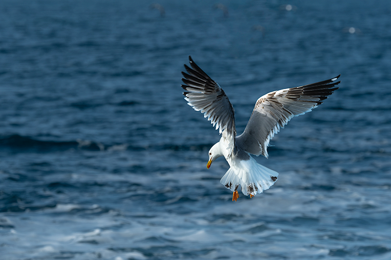Ocells que seguien la barca