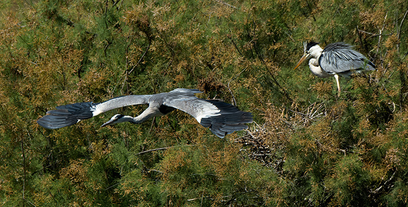 Bernat pescaire ( Ardea cinerea )