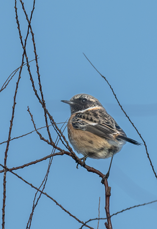 Bitxac comú (Saxicola torquatus).