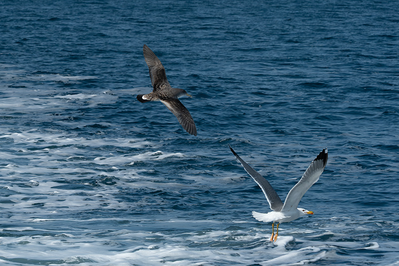 Ocells que seguien la barca
