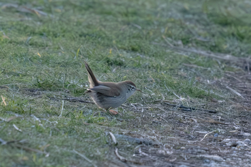 Rossinyol bord ( Cettia cetti )