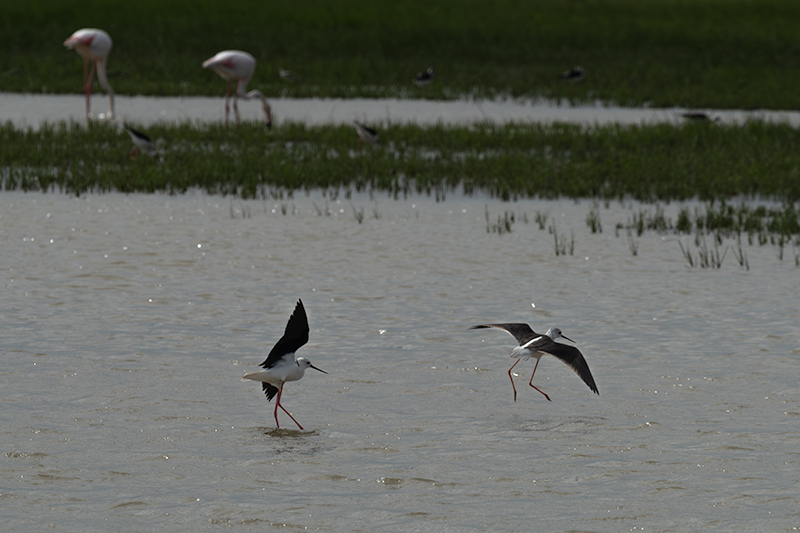 Cames llargues (Himantopus himantopus)