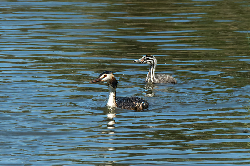 Cabussó emplomallat (Podiceps cristatus)