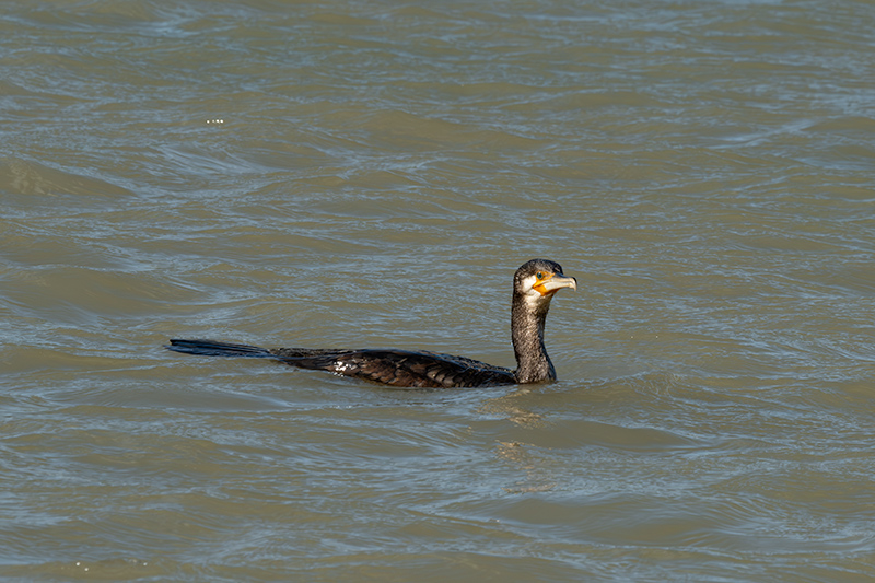 Corb marí ( Phalacrocorax carbon )