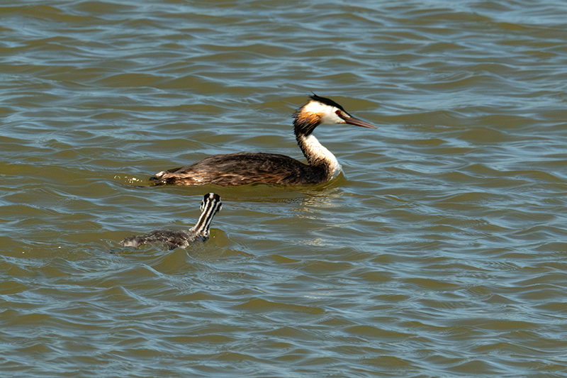 Cabussó emplomallat (Podiceps cristatus)