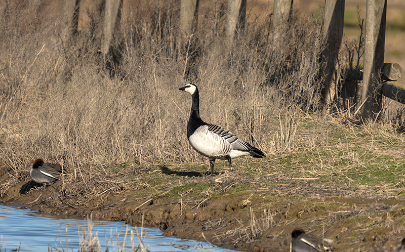 Oca de galta blanca (Branta leucopsis)