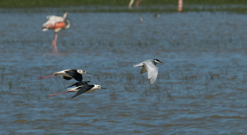 Cames llargues (Himantopus himantopus) i Fumarell carablanc ( Chlydonias hybridus )