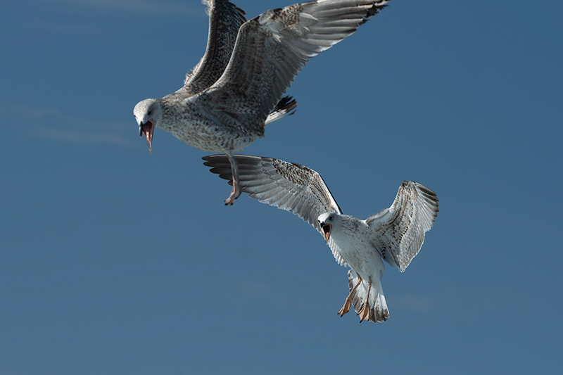 Ocells que seguien la barca