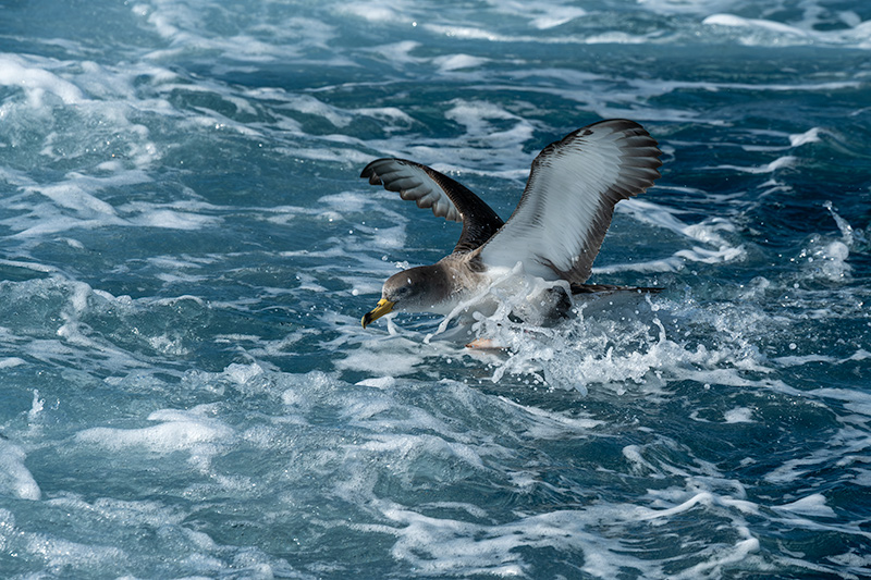 Ocells que seguien la barca