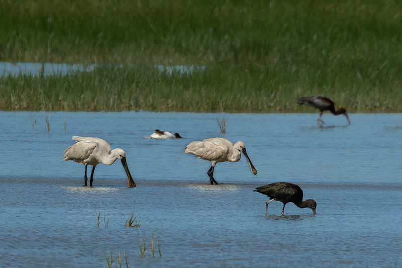 Bec Planer (Platalea leucorodia)