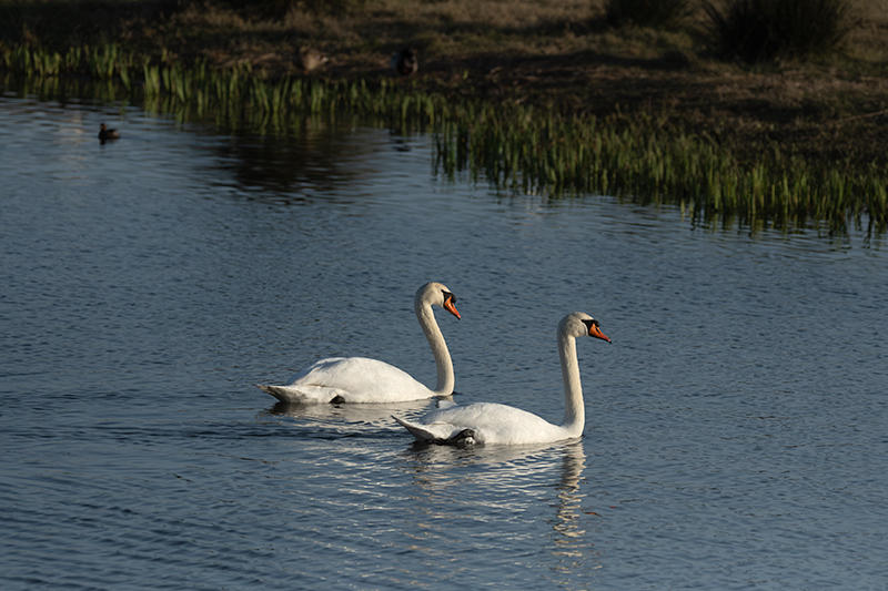 Cignes muts ( Cygnus olor )