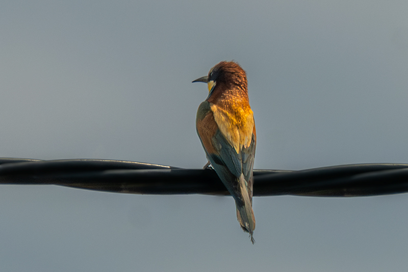 Abellerols (Merops apiaster)