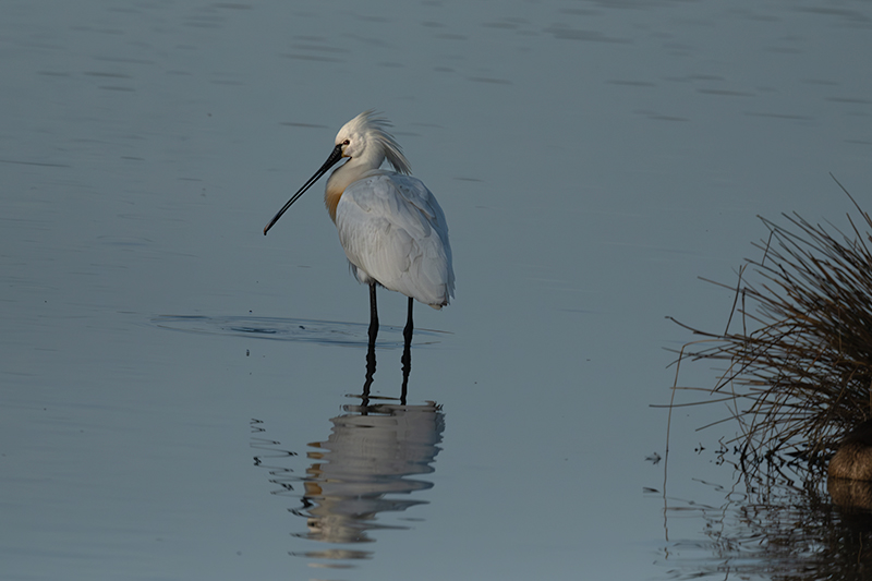 Bec Planer (Platalea leucorodia)