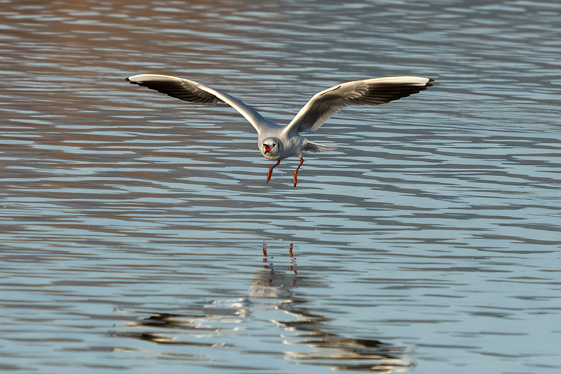 Gavina vulgar (Larus ridibundus)