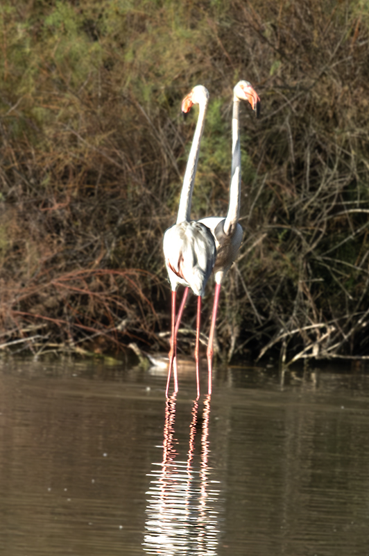 Flamenc ( Phoenicopterus ruber)