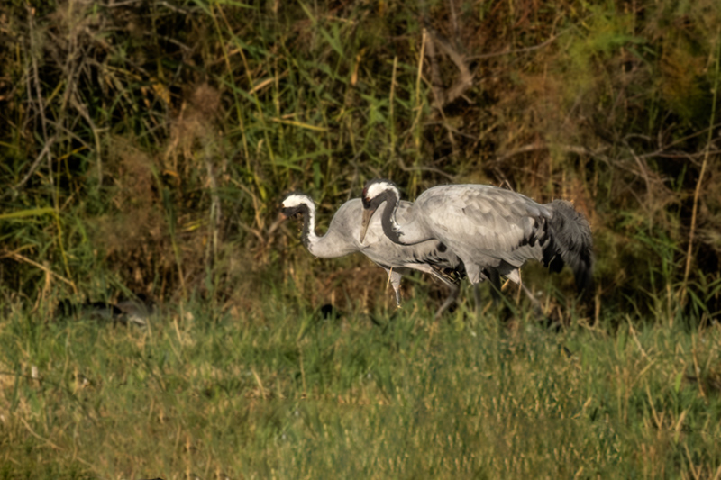 Grues ( Grus grus )