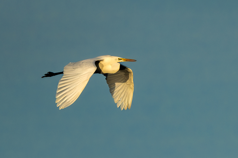 Agró blanc ( Ardea alba )