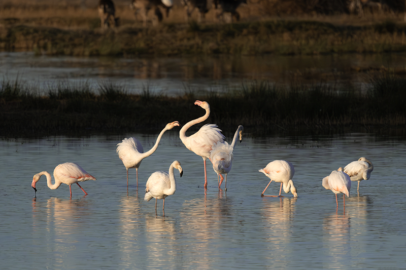 Flamencs ( Phoenicopterus ruber)